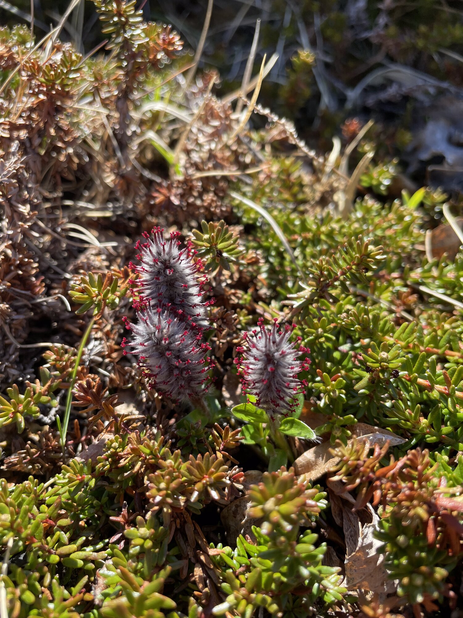 Nærbillede af en arktisk plante med fine rødlige frøstande mellem grønne og brune lyngtuer på klippen.